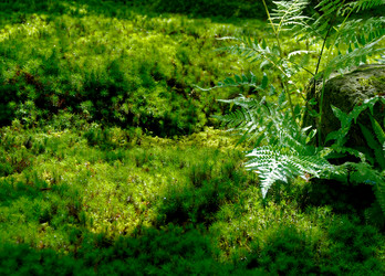 Similar image 13274072