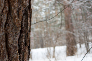 Similar image 13286006