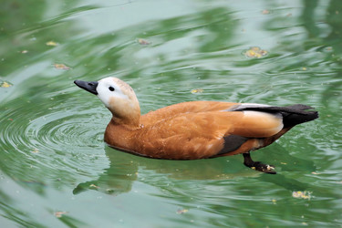 Similar image 13274143