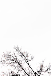 Similar image 13274332