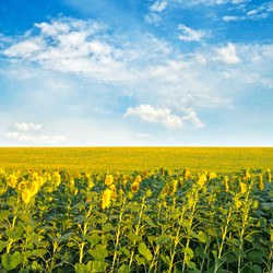 Similar image 13278239