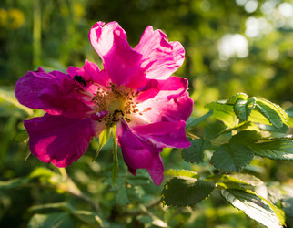 Similar image 13277106