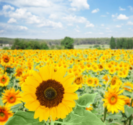 Similar image 13281715