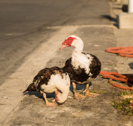 Similar image 13278211