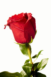 Similar image 13278238