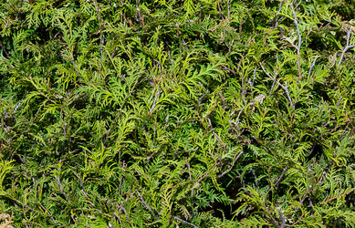 Similar image 13286047