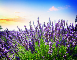 Similar image 13281669