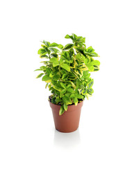 Similar image 13286602