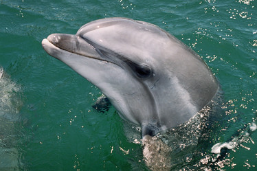 Similar image 13288825