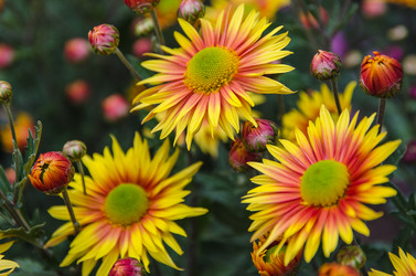 Similar image 13288916