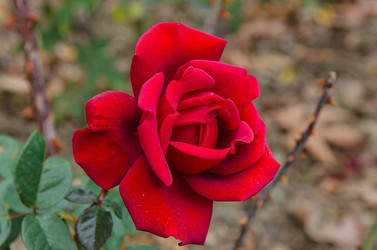 Similar image 13288918