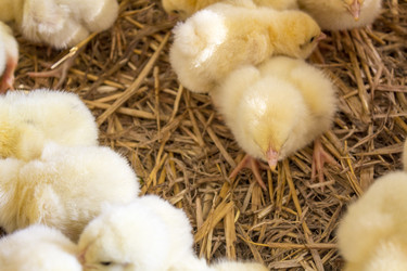 Similar image 13288204