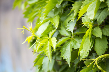 Similar image 13288166