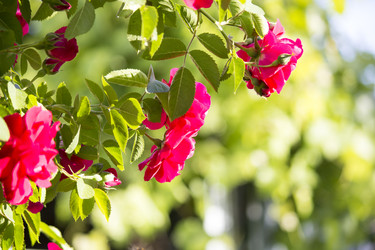 Similar image 13288230