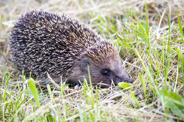 Similar image 13288184