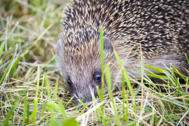 Similar image 13288196