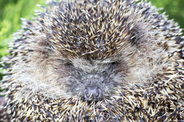 Similar image 13288227