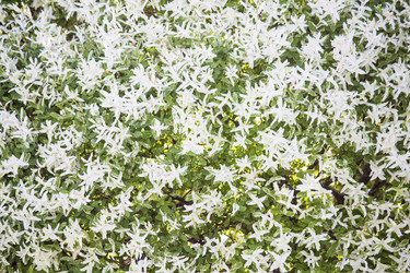 Similar image 13288236