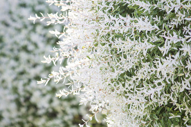 Similar image 13288250