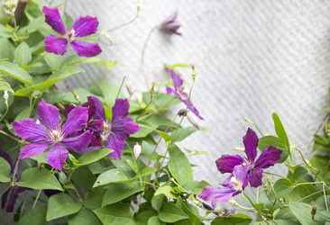 Similar image 13288086