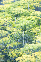 Similar image 13288095