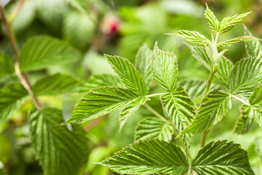 Similar image 13308471