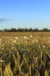 Similar image 13308475