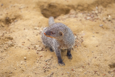 Similar image 13310435