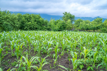 Similar image 13310391