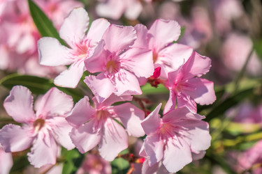 Similar image 13310430