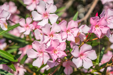 Similar image 13310442