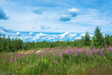 Similar image 13316412