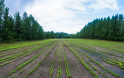 Similar image 13315986