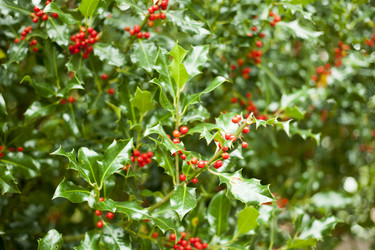 Similar image 13308696