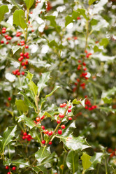 Similar image 13308699