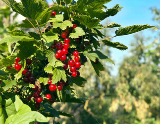 Similar image 13295083