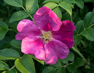 Similar image 13294217