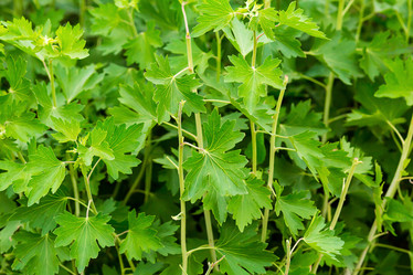 Similar image 13295187