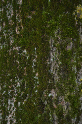 Similar image 13303658