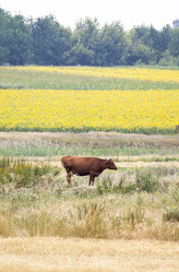 Similar image 13293975