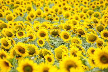 Similar image 13293947