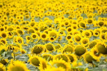 Similar image 13293970