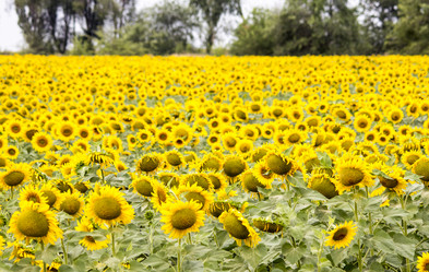 Similar image 13293977