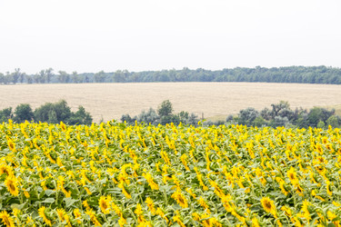 Similar image 13294023