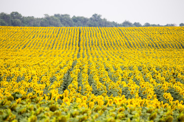 Similar image 13294027