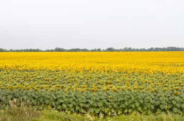 Similar image 13294033