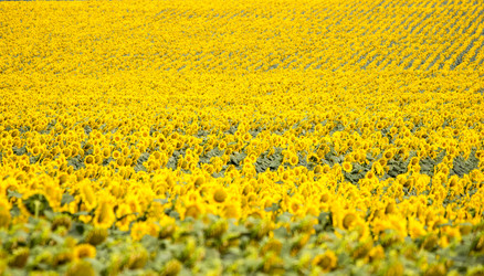 Similar image 13294036