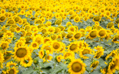 Similar image 13294039