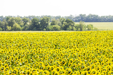 Similar image 13293953