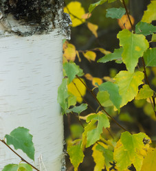 Similar image 13291919